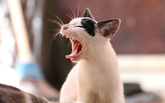 cat yawning