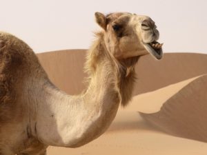 A camel is a horse designed by committee