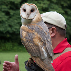 Owl at falconry photo shoot